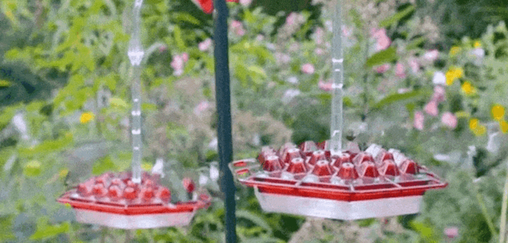 Birdyl Hummingbird Feeder gif